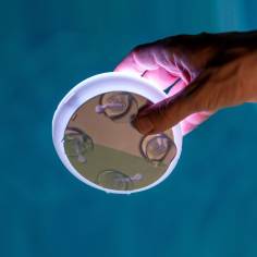 New Garden PAPAYA 12 BATTERY 2