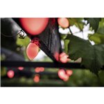 LBM 10m Smart Outdoor catena luminosa - 50 x Cone Globe
